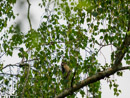 Eurasian Nuthatch Kowalik Zwyczajny